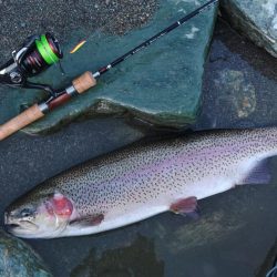 大物大漁となるはずが… ～天竜川ルアーフライ専用区～